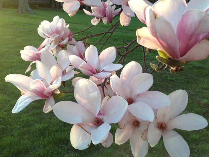 mags-up-close_13984906639_o